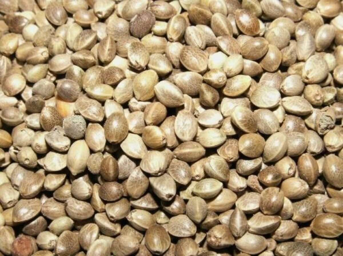 Hampafrön Hampafrön oskalade