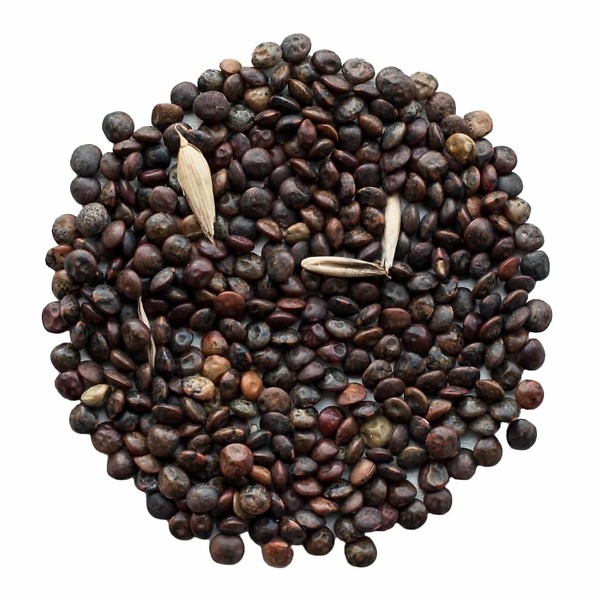 Grön lins Anicia Grön lins Anicia