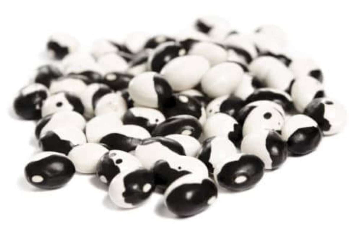 YinYangbinor-490x327-1 Yin Yang bönor från Sverige