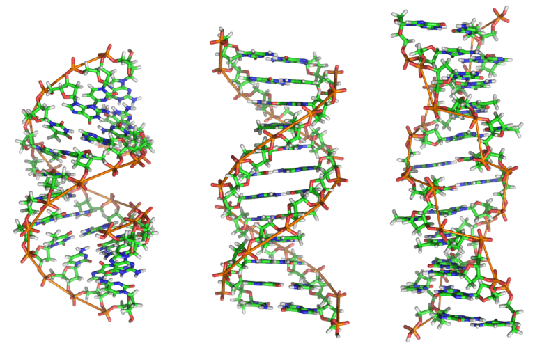 DNA
