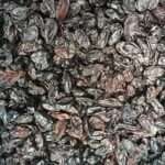 Stora russin Black Beauty