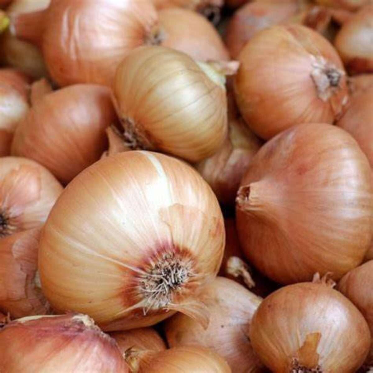 gul lök från öland