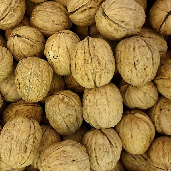 Valnötter med skal Valnötter med skal